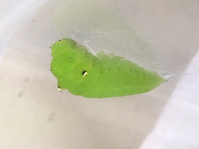 保育園に生き物がいっぱい！