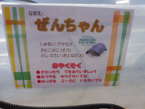 かめのぜんちゃん